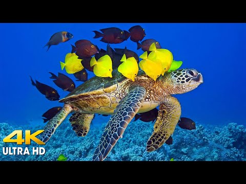 4K TURTLE PARADISE (4K UHD) - Beautiful Scenery Undersea With Relaxing Music - 4K Video ULTRA HD