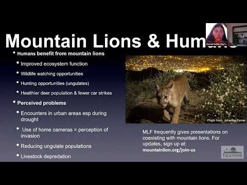 2022.04.28 Mountain Lions Part 2