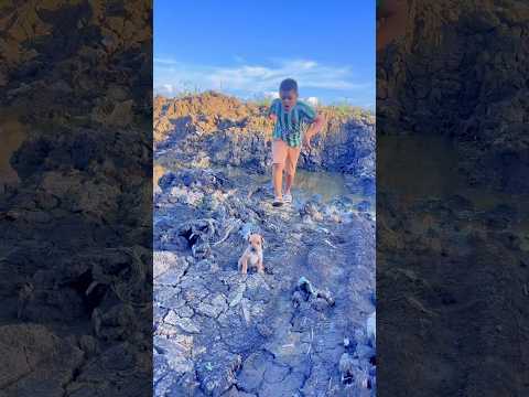 Perrito busca amigo para salir de aquí