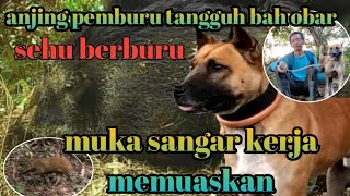Download lagu berburu babi hutan luar biasa anjing bah obar kejaran sampay melemah kan @pasmorbeagles mp3 Download lagu berburu babi hutan luar biasa anjing bah obar kejaran sampay melemah kan @pasmorbeagles mp3