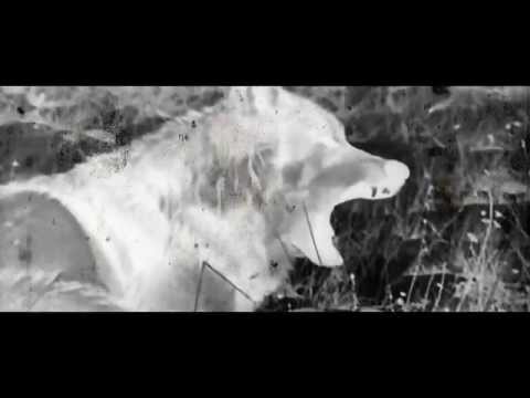 Calvert x K Zorro - The Wolves [Official Video]