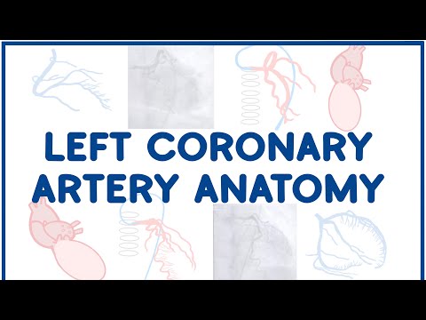 Left Coronary Artery Anatomy!