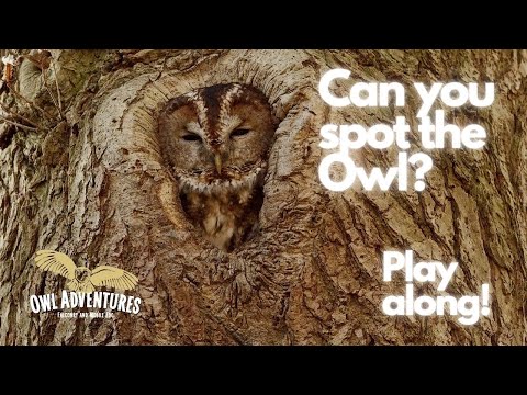Can you spot the Owl? | Play along and discover the amazing camouflage that owls use in the wild