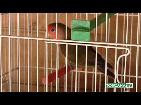 2017-05-20 TOSCANA - PIÙ SOLDI PER LA PET THERAPY, APPROVATO PIANO ANIMALI