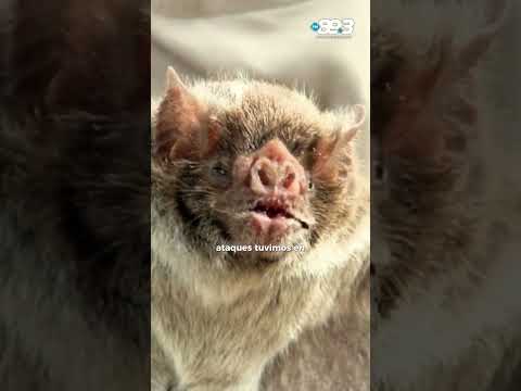 🐄 Preocupación en Misiones por el aumento de muertes de animales vacunos y ataques de depredadores