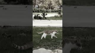 Download lagu Asbak Band - Mencari Semestinya #fypシ #liriklagu #jangkauanluas #lirik #quotes #beranda #sadvibes mp3 Download lagu Asbak Band - Mencari Semestinya #fypシ #liriklagu #jangkauanluas #lirik #quotes #beranda #sadvibes mp3