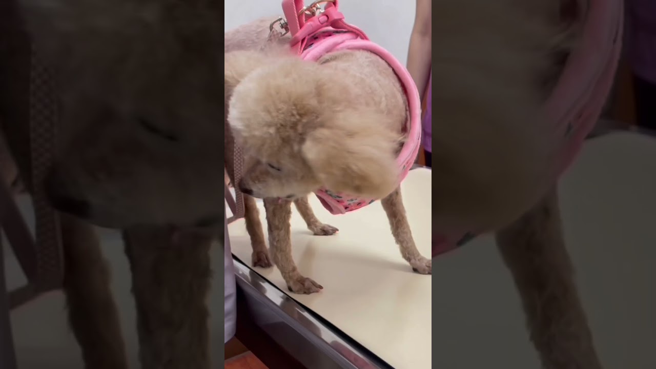 【トイプードル】①One shot, one year of safety. Save their life（1年に1回。たったこれだけで救える命がある）