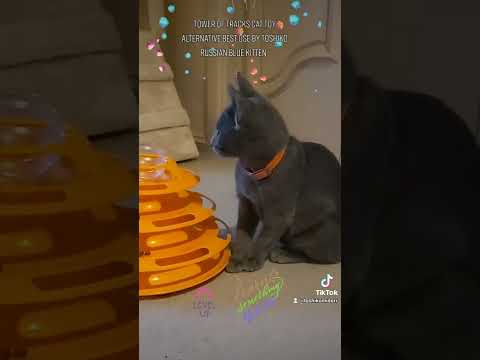 Tower Of Tracks Cat Toy ALTERNATIVE USE by Russian Blue Cat Toshiko Midori