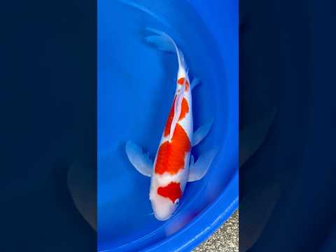 Shorts Vorschau Butterfly Kohaku