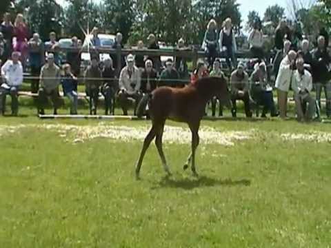 Fohlen Connor * Dollar du Murier, Casall * Acobat