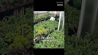 【一部始終】高級盆栽の窃盗、被害は数百万円　防犯カメラに映った犯行