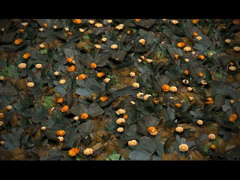 Creating forest grounds with ZBrush Tutorial By Pierre Benjamin