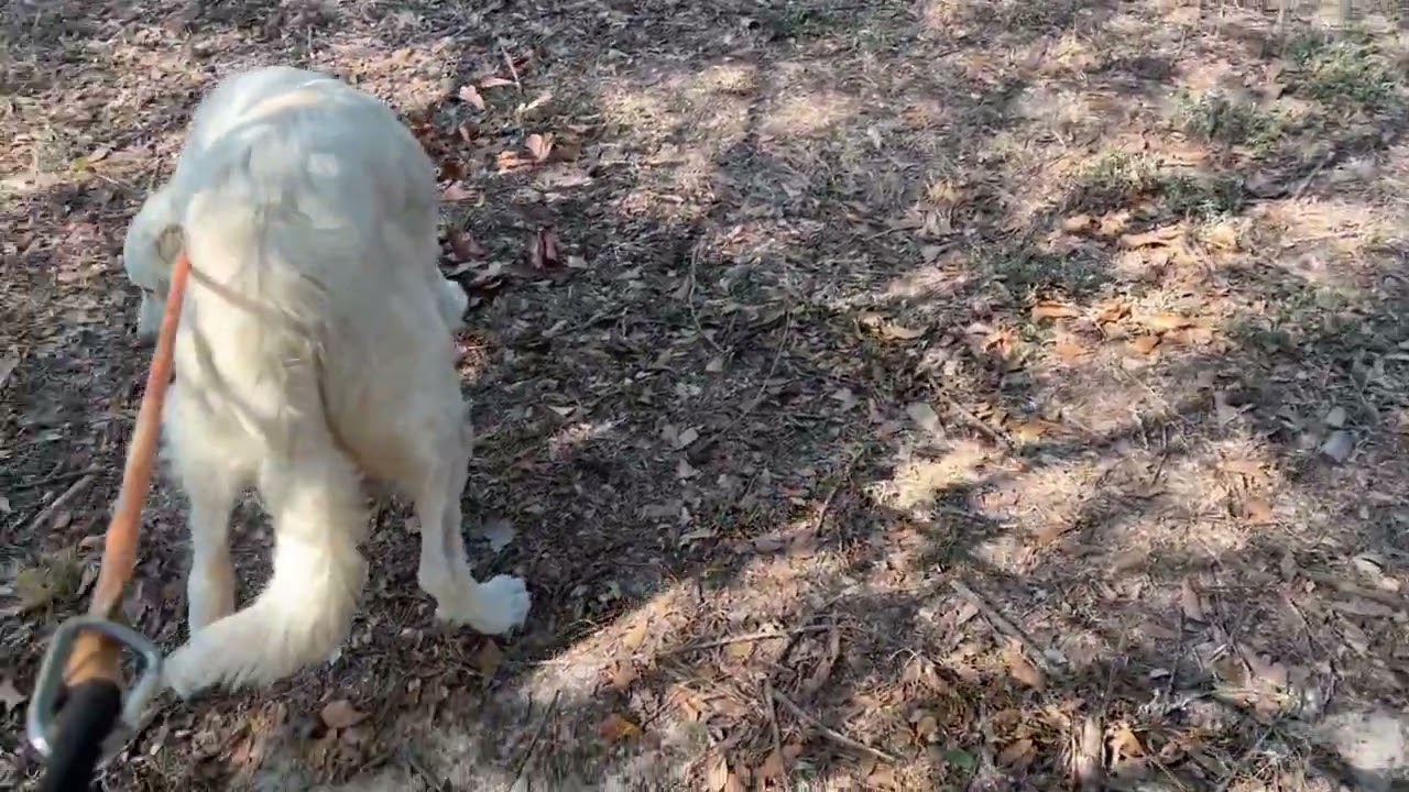 Enlarge James, a Adoptable Great Pyrenees in Wausau, WI video 6/6