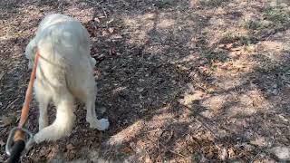 Video preview image #1 Great Pyrenees Puppy For Sale in Spring, TX, USA