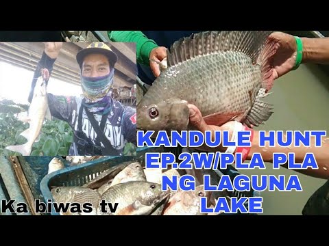 KANDULE HUNT EP.2 W/CATCH N'COOK W/PLA PLA NG LAGUNA LAKE#ka biwas tv#vlog50