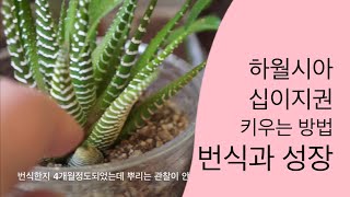 십이지권 하월시아 번식과 키우는 방법