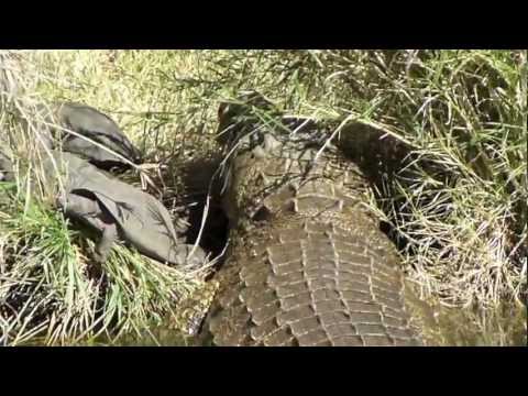 Big Crocodile in Karongwe Game Reserve