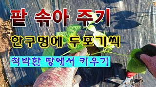 [텃밭농브 1,979]  팥 발아 후 솎아 주기. #팥재배