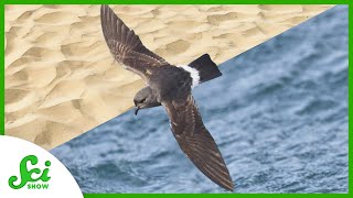 Sniffing Out a Seabird in the Desert