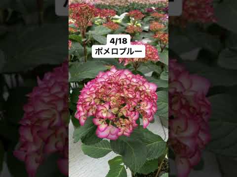 アジサイの開花を促進するのに最適なマルチは何ですか?  庭園