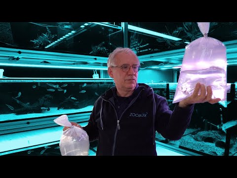 fliegende Fische im Aquarium Fisch Unboxing