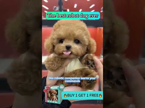 🐶 No Mess, Just Cuteness! Meet NICOO the Robot Puppy 🤖❤️