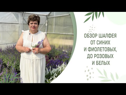 ОБЗОР ШАЛФЕЯ | ОТ СИНИХ И ФИОЛЕТОВЫХ, ДО РОЗОВЫХ И БЕЛЫХ