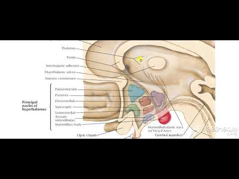 Pituitary gland parts