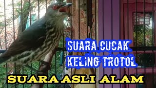 Download lagu cucak keling trotol belajar bunyi || cucak keling gacor mp3