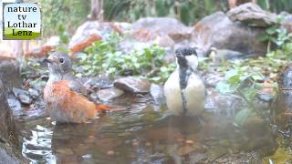 Hochbetrieb am Vogelbad