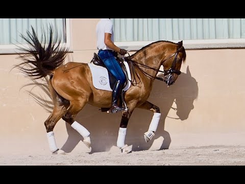Sportive Buckskin lusitano horse ideal for amateurs. Born in 2017, 158cm.