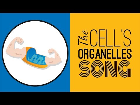 The Cell's Organelles SONG | Memorize the Parts of the Cell!