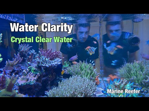 How to get Crystal Clear Water in a Saltwater Aquarium 
