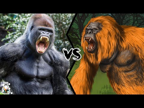 Gorilla VS Gigantopithecus - The only primate that could have defeated a gorilla