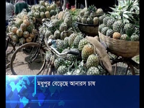 টাঙ্গাইলে বাড়ছে আনারস চাষ