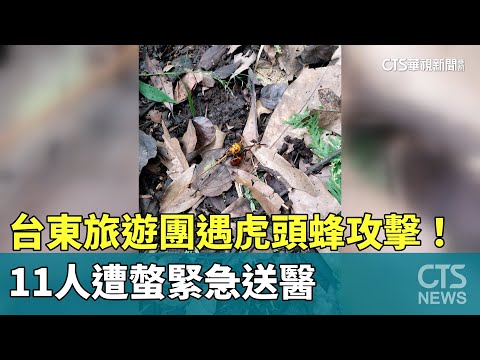 台東旅遊團遇虎頭蜂攻擊！　11人遭螫緊急送醫