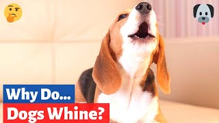 Why do Dogs whine? How to Stop Dog Whining?