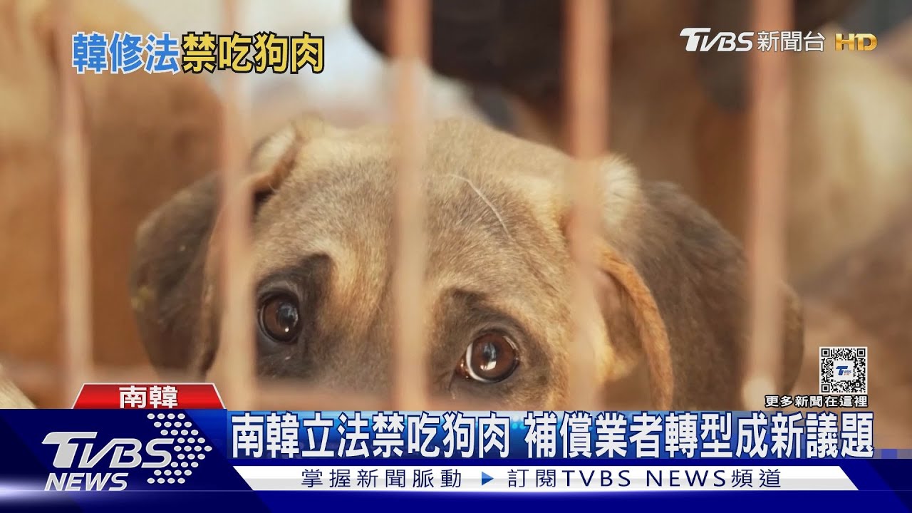 壓倒性通過！南韓立法禁吃狗肉　最重可判三年、70萬罰金