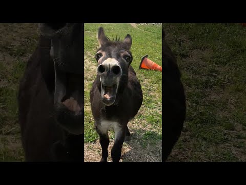 Donkey Has Something Urgent To Say || ViralHog