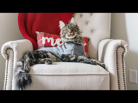 Maine Coon Moose's 10-12 Month Update + Q&A