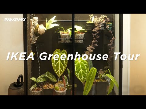 ラグワート 植物