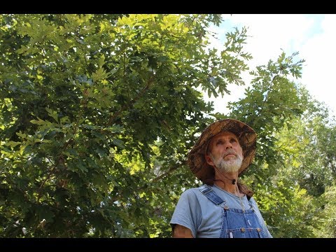 White Oak  -- Living Off The Land