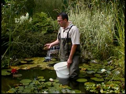 comment traiter l'eau verte d'un bassin