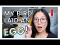 MY BIRD LAID AN EGG WHAT NOW Egg Binding Egg Laying Symptoms Problems And What You Should Do
