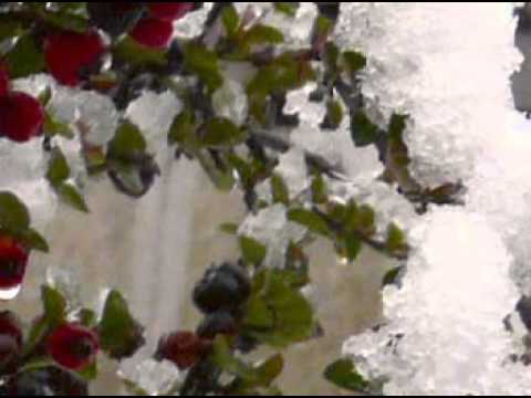 Slide show with pictures of Nikola Kolev