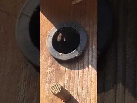 Hummelnest im Nistkasten