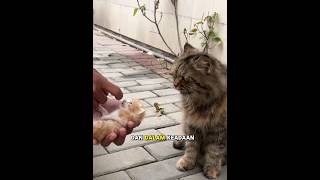 Download lagu Perjuangan ibu kucing untuk menyelamatkan anak anaknya🥺❤️ mp3