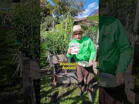 Knoblauch Aussaat im September einfach und schnell erklärt.#knoblauch #garten #tipps #gardening