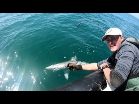 Man reaching out to shark in water
