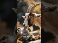 The Mountain Goat: Master of the Impossible Heights #goat #mountains #height